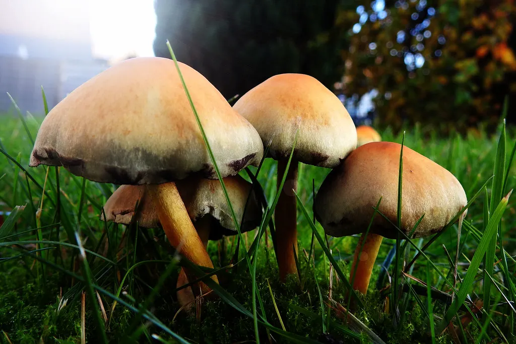 Frisch gemähter Rasen in einem Garten in Heilbronn